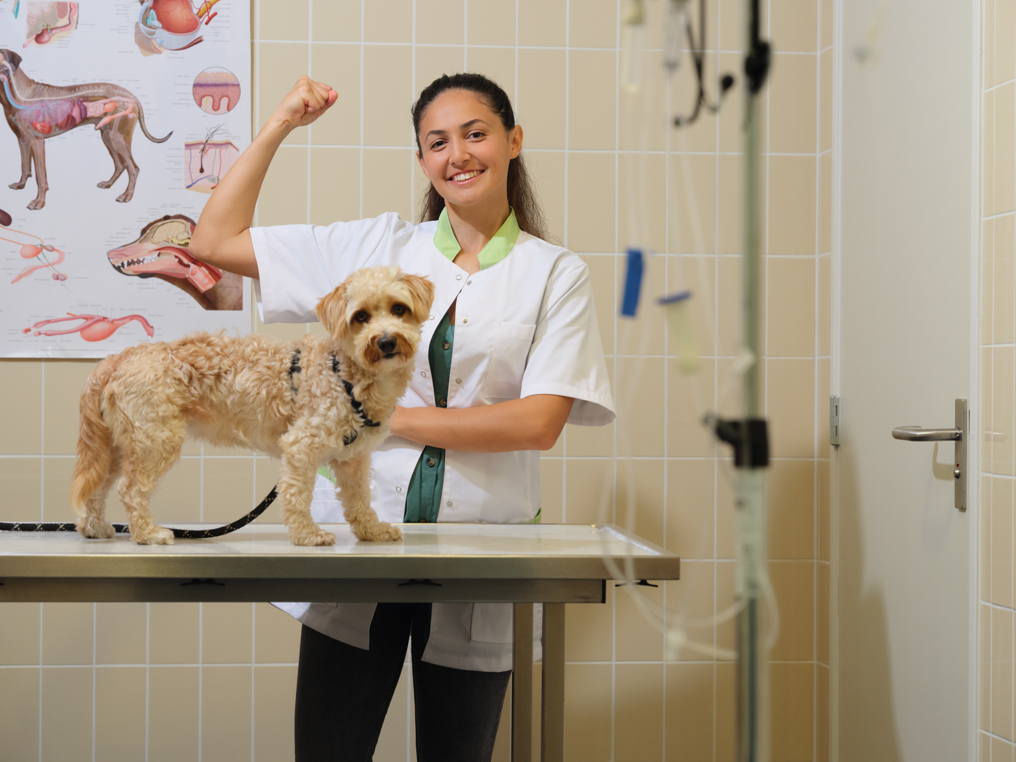 dierenartsassistent staat achter behandeltafel met hond